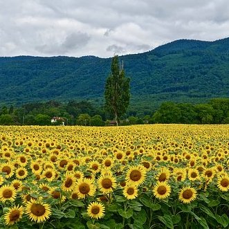 Natuur Thumb